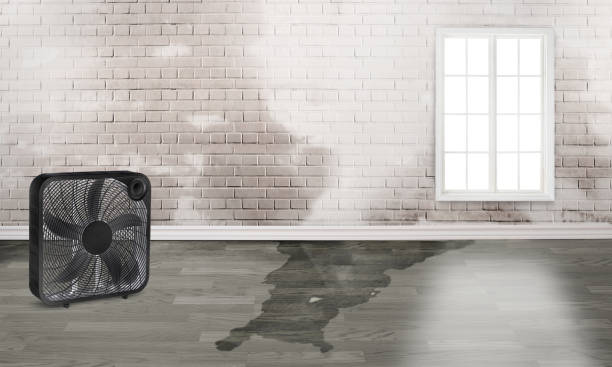 Best Carpet water damage restoration  in Glen Cove, NY